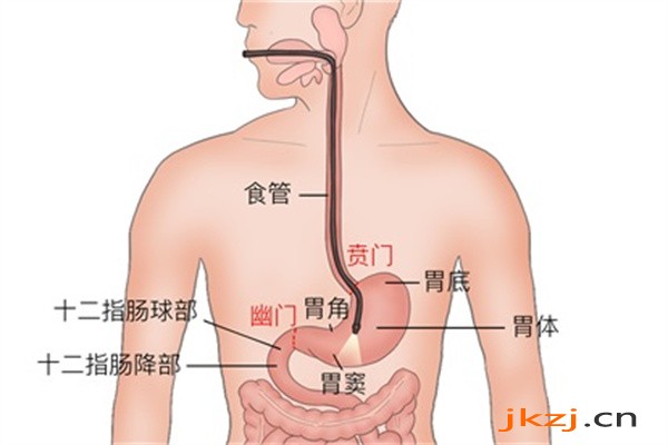 女人吃无花果的好处 无花果的营养价值